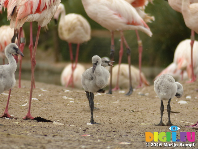FZ029949 Greater flamingo chicks (Phoenicopterus roseus)